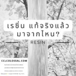 The Origin of Resin – เรซิ่นแท้จริงแล้วมาจากไหน